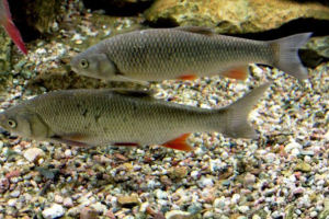 Chavel - riba s velikom glavom Chavel - riba s velikom glavom